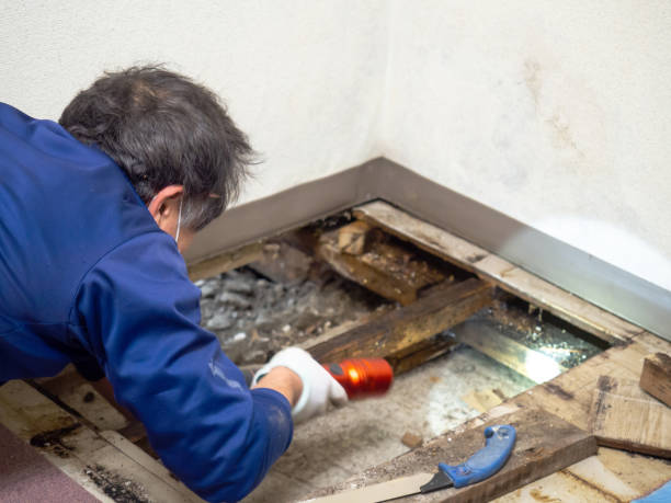Attic Mold Removal in Bruceville Eddy, TX