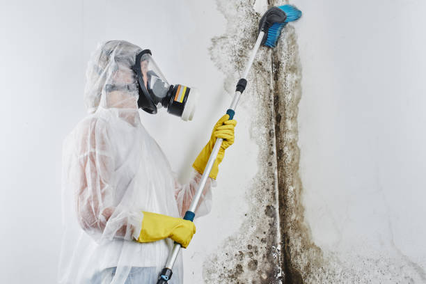 Best Certified Mold Removal  in Bruceville Eddy, TX