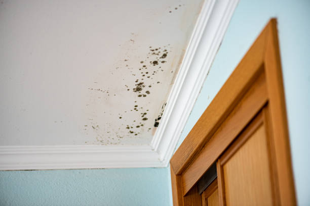 Best Affordable Mold Removal  in Bruceville Eddy, TX