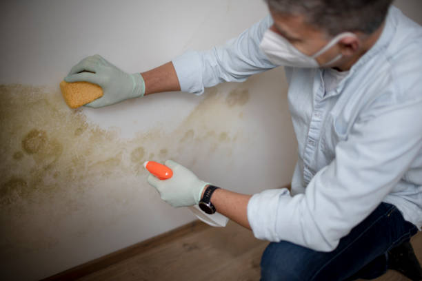 Best Local Mold Removal Service  in Bruceville Eddy, TX