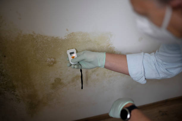 Best Same-Day Mold Removal  in Bruceville Eddy, TX