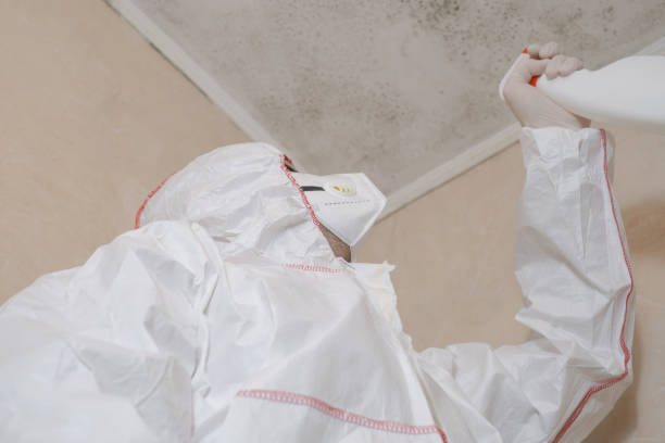 Professional Mold Removal in Bruceville Eddy, TX
