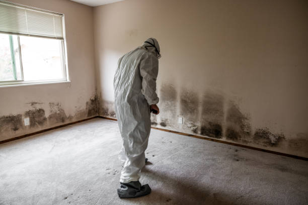 Best Mold Cleaning Services  in Bruceville Eddy, TX