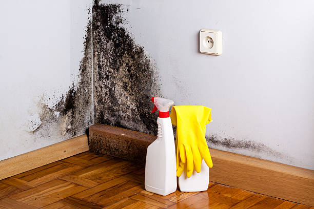 Best Mold Testing and Removal  in Bruceville Eddy, TX