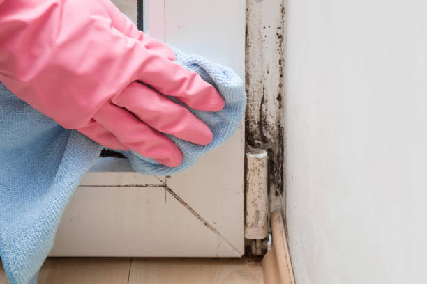 Best Mold Damage Repair  in Bruceville Eddy, TX