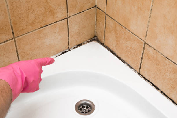Best Black Mold Removal  in Bruceville Eddy, TX